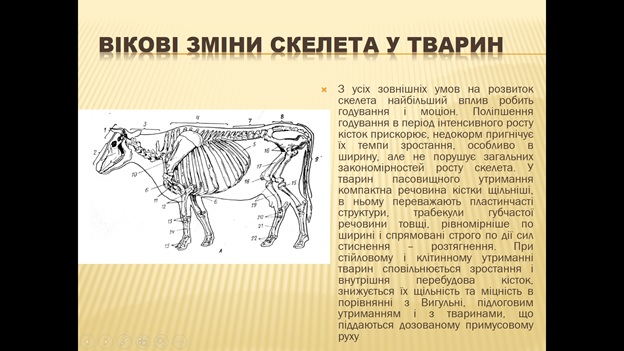Квітневе засідання наукового гуртку «Морфолог»